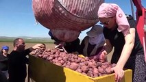 Une agricultrice diplômée de Cambridge tente de populariser la pomme de terre violette en Anatolie