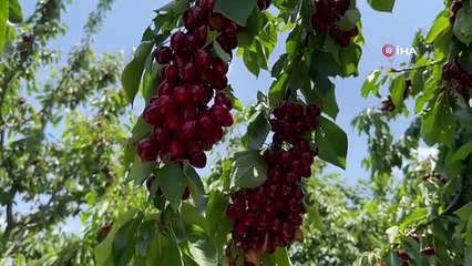 Les producteurs ont décidé de ne pas vendre les cerises s'ils ne pouvaient s'entendre sur le prix.
