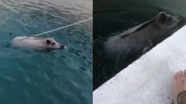 Datça'da orman yangınından kaçan domuzun yüzerek limana gelmesi kamerada