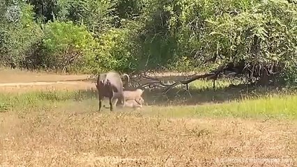 Buffalo attacks Leopard very hard to save her baby, Wild Animals Attack