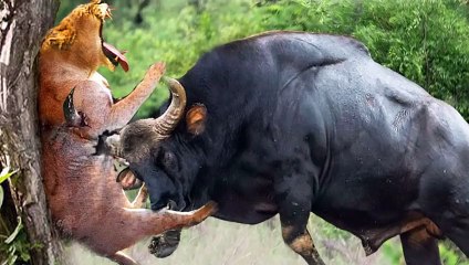 Angry Buffalo attacks Lion very hard to save her baby, Wild Animals Attack (3)