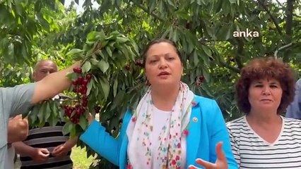 Burcu Köksal, Afyonkarahisar'da Kiraz Üreticilerinin Sorunlarını Dinledi: "Çiftçi, Kilo Başına En Az 6 TL Zarar Ediyor"