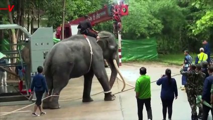 This Elephant Is Finally Getting the Help It Needs