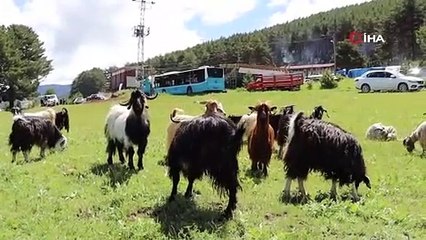 Keçilerin müzik keyfi