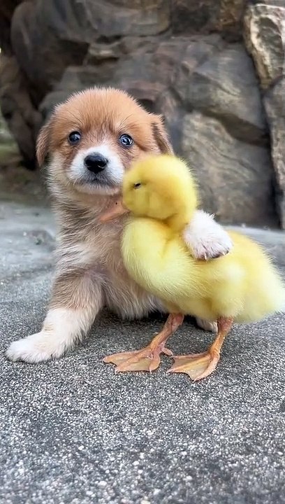 Dog video