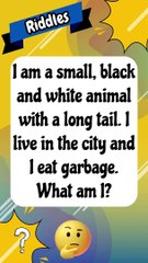 I am a small, black and white animal with a long tail #riddles