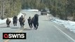 Woman captured the moment she stayed calm - as a family of bison charged towards her car