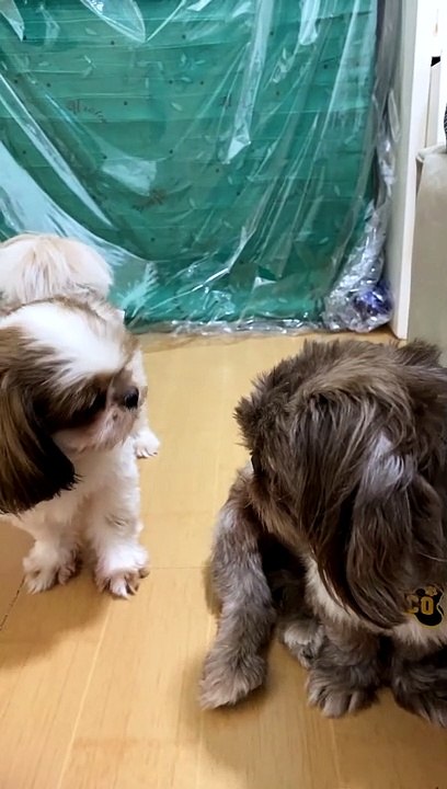 Barking Dog Interrogates Friend