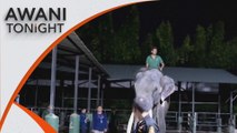 AWANI Tonight: Thai elephant flown home after alleged abuse in Sri Lanka