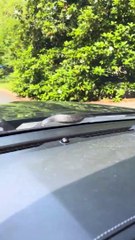 Le serpent sort du capot du pick-up