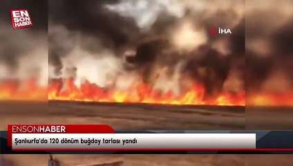Şanlıurfa'da 120 dönüm buğday tarlası yandı
