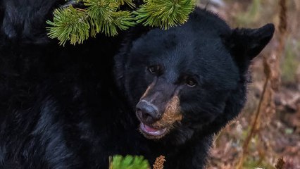 Mujer De 64 Años Da Un Puñetazo En La Cara A Un Oso Negro