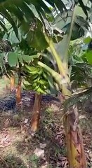 Piden a Agricultura impedir desaparezca plantación plátano