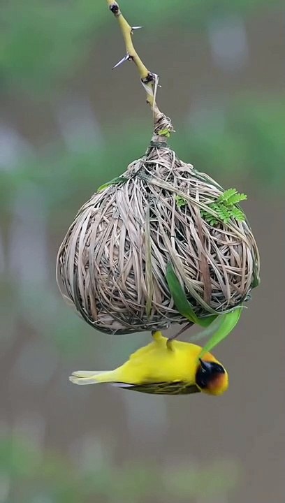Yellow Bird