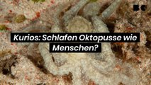 Kurios: Schlafen Oktopusse wie Menschen?