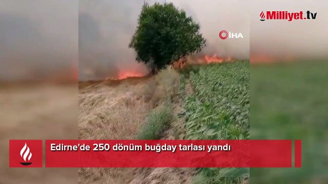 Edirne'de 250 dönüm buğday tarlası yandı