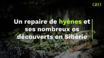 Un repaire de hyènes et ses nombreux os découverts en Sibérie
