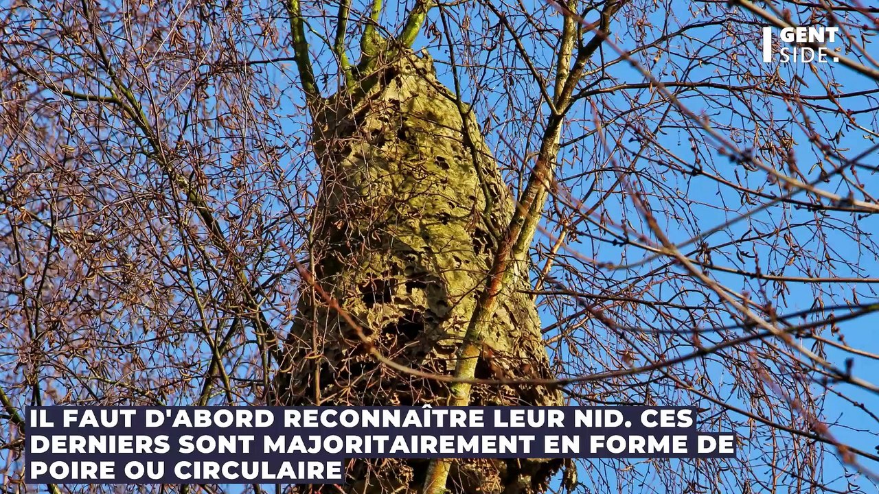 Frelons asiatiques : comment s’en débarrasser et ce qu’il ne faut SURTOUT pas faire