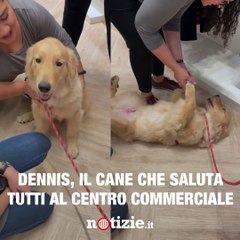 Lui è Dennis, un simpaticissimo Golden Retriever che ha la passione per lo shopping