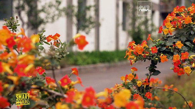 Остров Мадейра переходит на возобновляемые источники энергии, сочетая традиции и инновации