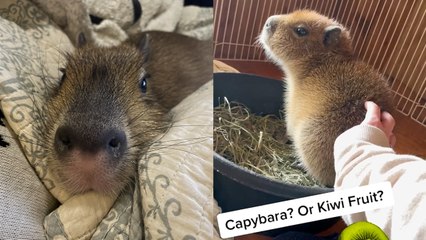 The Baby Capybara who LOVES to Cuddle!