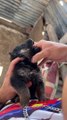 Puppy Spits Out Dewormer