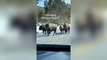 Moment herd of bison charge at car in Yellowstone National Park