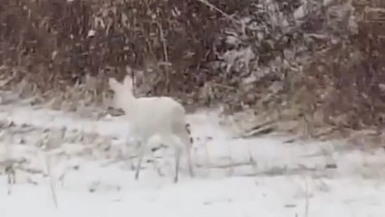 STUNNING Rare White Deer Rescued!