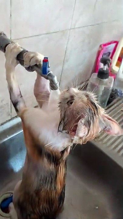 Qui a dit que les chats n'aimaient pas l'eau