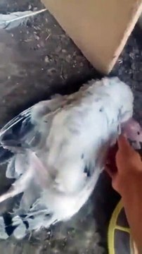 Ces oiseaux ont mangé des fruits pourris et sont bourrés comme des pelles