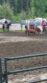 Cow Somersaults At Steer Wrestling Rodeo