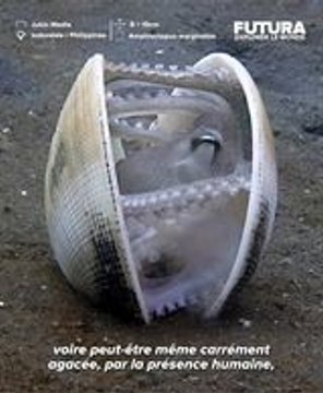 La pieuvre noix de coco est sans doute la pieuvre la plus sophistiqué du monde animal !