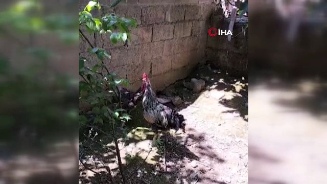 Uzun uzun öterken nefesi tükenip bayıldı! Bu horoz sosyal medyada gündem oldu