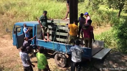 Animals Being FREED For The First Time!