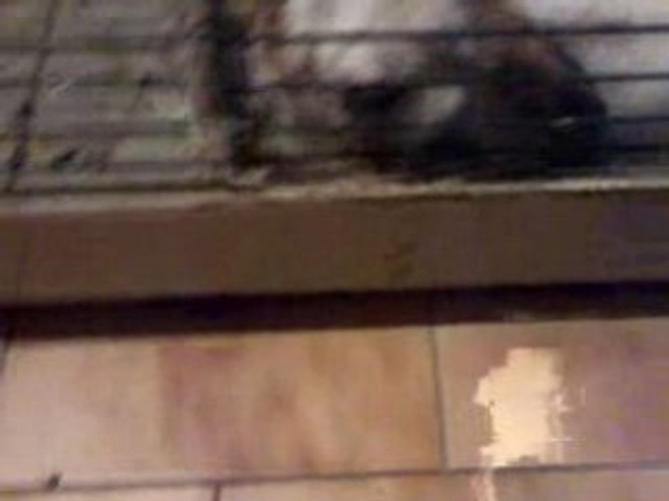 Lapin Gay en action