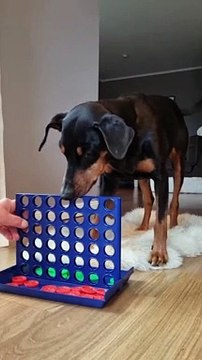 Doggo joue à un jeu de société