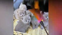 Funny Cats Videos  Baby Cats - Funny Animal Videos - Cute and Funny Cats Videos Compilation