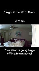 A Night in the Life of Max the Cat