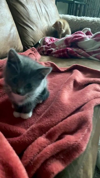 Attaque sournoise de chaton