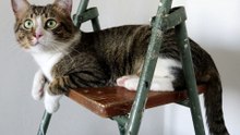 Cute Cat Climbed on a Ladder (1)