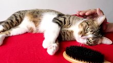 Brushing Makes the Cat Fur Shine (4)