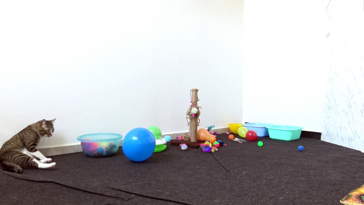 The Cat Playground (3)