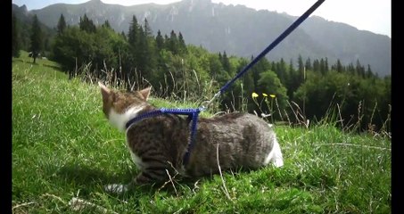 This Cat Loves Travelling (2)