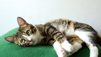 This Tabby Cat Is Sleepy (1)