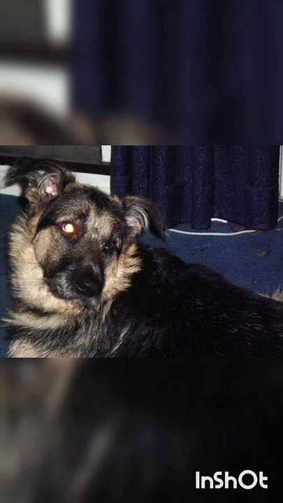 Es wird mir nie etwas mehr Leid tun #Reue #sorry #liebe #hund #drachenlord #rainerwinkler