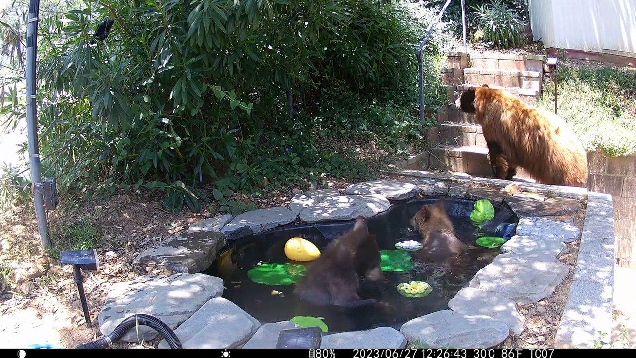 Une mère ourse noire et ses petits se rafraîchissent dans un étang d'arrière-cour