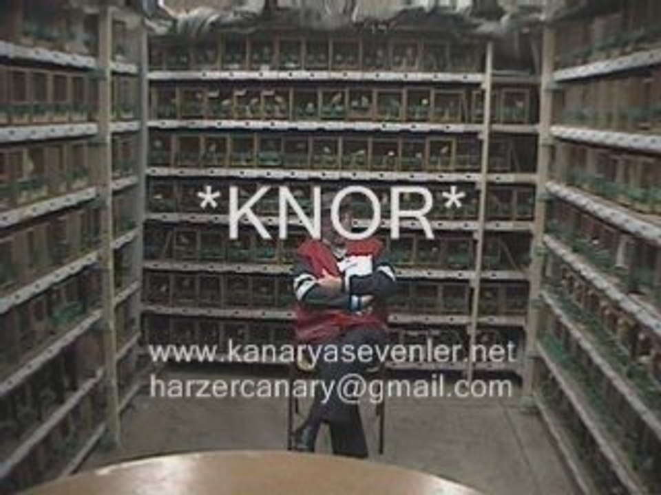 Malinua (Malinois) Eğitim Filmi www.kanaryasevenler.net