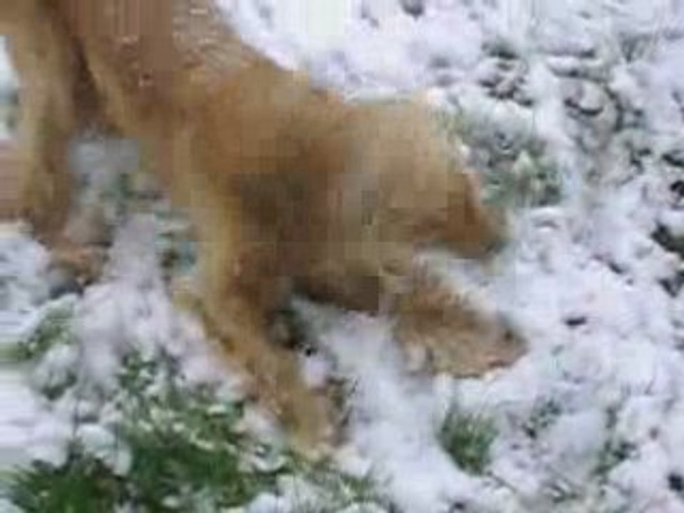Combo dans la neige