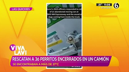 Rescatan a 36 perritos encerrados en un camión