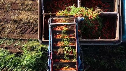 All You Need to Know About the Economy of Food